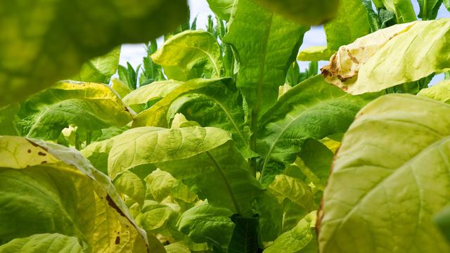 053909900_1566879072-tobacco-3691983_1920